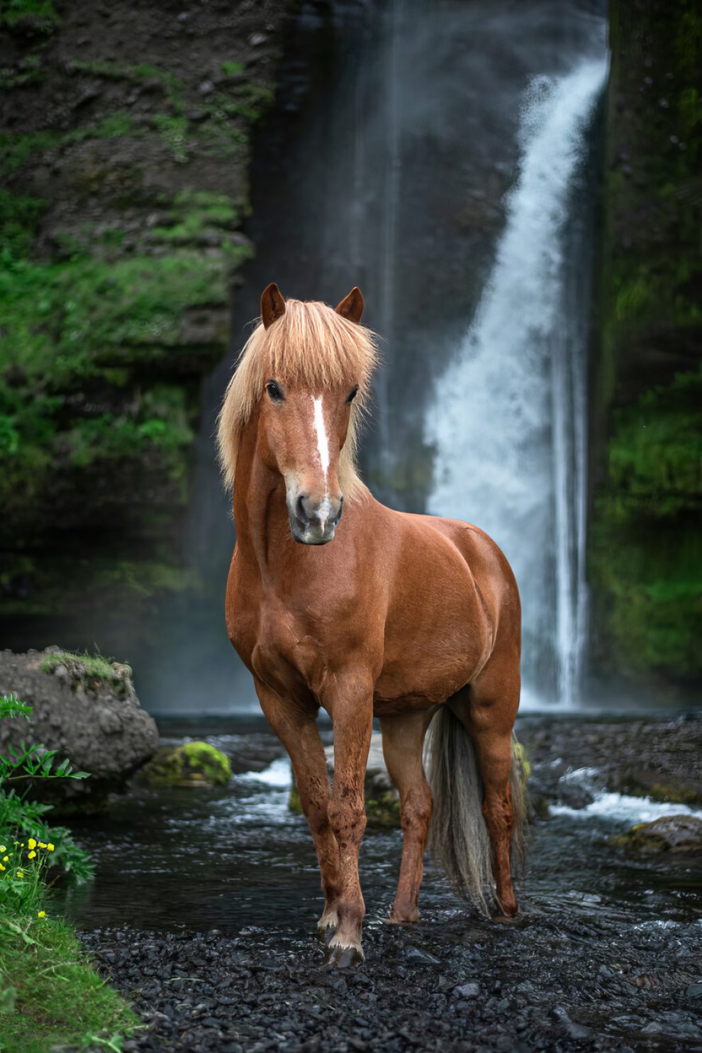 36-stunning-photographs-of-horses-in-Iceland-that-look-like-straight-out-of-a-fairytale-63202ad2e7508__880-