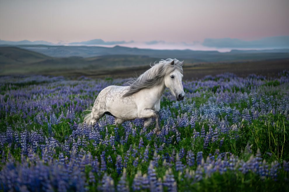 petra-marita-leifsdottir-boredpanda-iceland-icelandic-horse-003-631f3658cff21-jpeg__880-