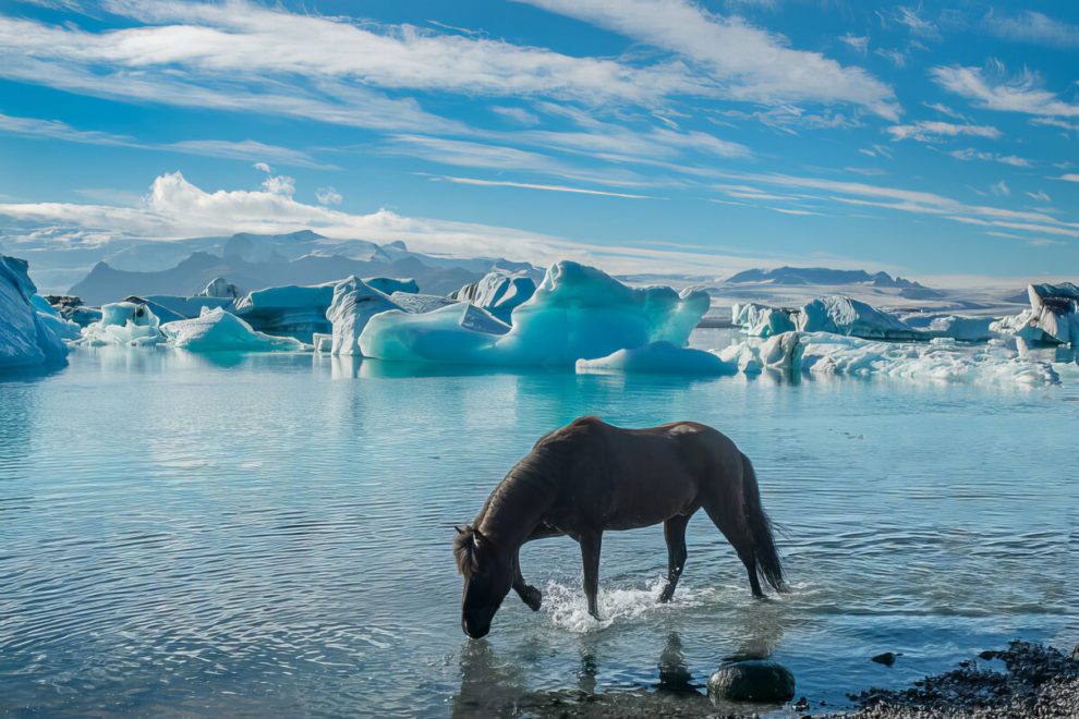 petra-marita-leifsdottir-boredpanda-iceland-icelandic-horse-006-631f3695cc0d5-jpeg__880-