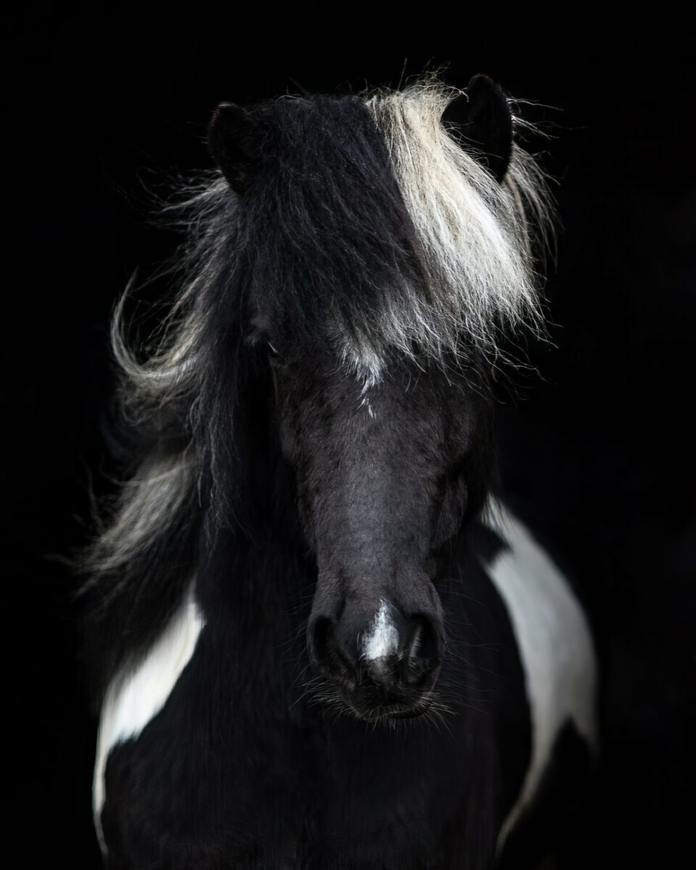 petra-marita-leifsdottir-boredpanda-iceland-icelandic-horse-010-631f36b1a2ce5-jpeg__880-