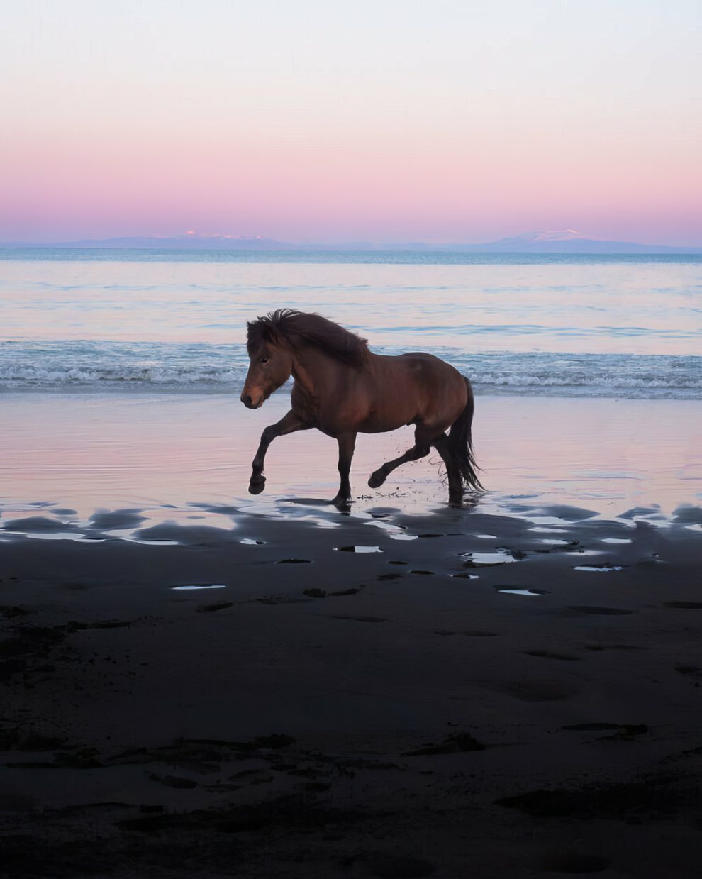 petra-marita-leifsdottir-boredpanda-iceland-icelandic-horse-012-631f36bd0fa7b-jpeg__880-