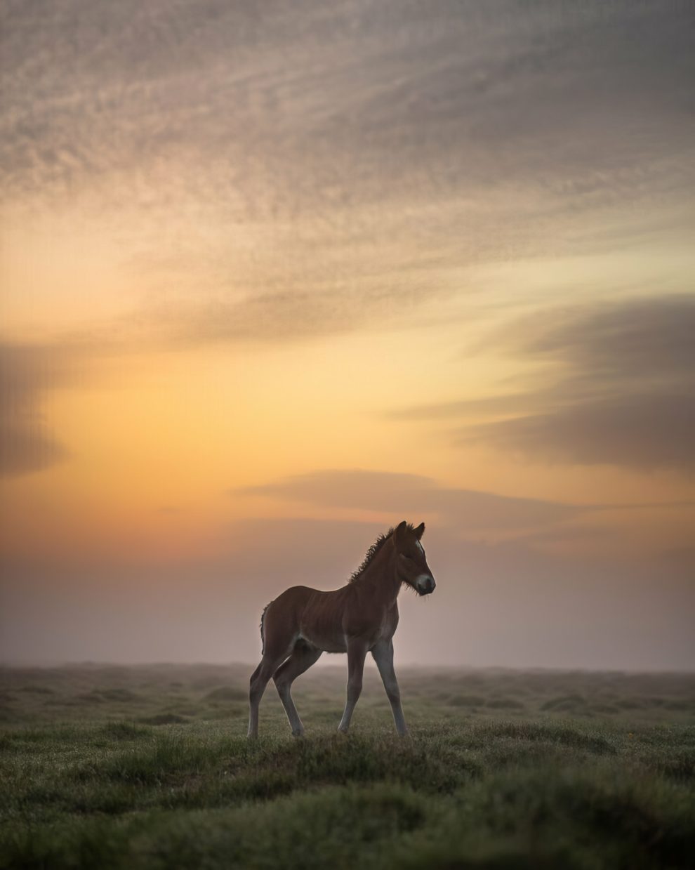 petra-marita-leifsdottir-boredpanda-iceland-icelandic-horse-013-631f36bfd068b-jpeg__880-