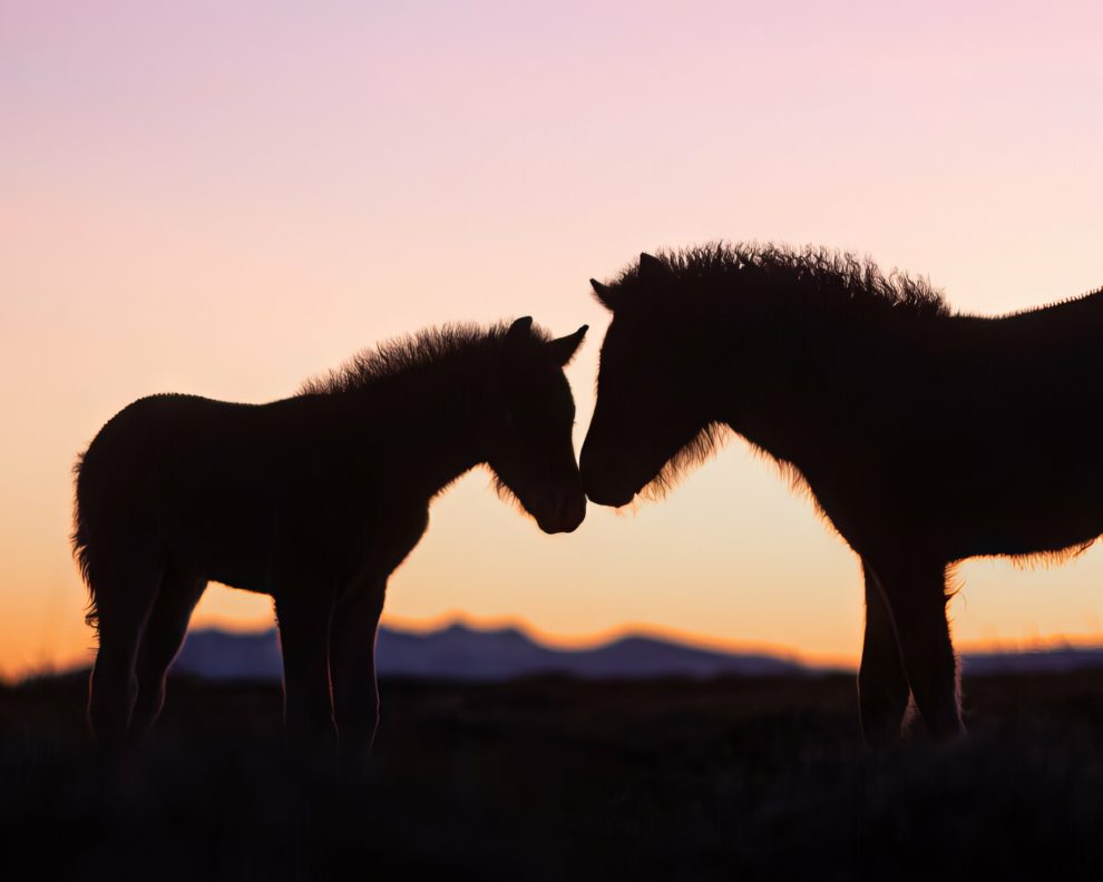 petra-marita-leifsdottir-boredpanda-iceland-icelandic-horse-021-631f36dc12528-jpeg__880-