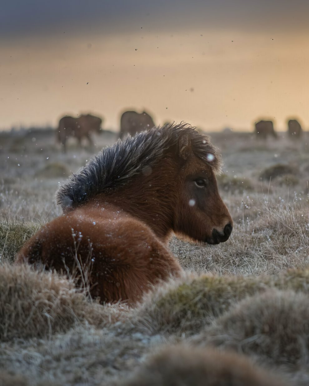 petra-marita-leifsdottir-boredpanda-iceland-icelandic-horse-023-631f36e1dd1e2-jpeg__880-