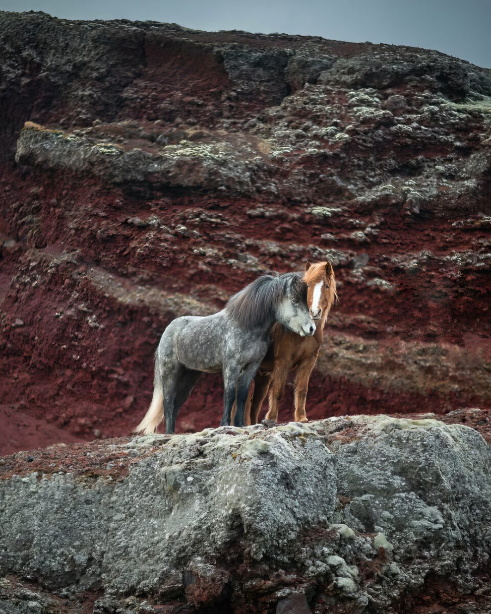 petra-marita-leifsdottir-boredpanda-iceland-icelandic-horse-026-631f36eebfeef-jpeg__880-