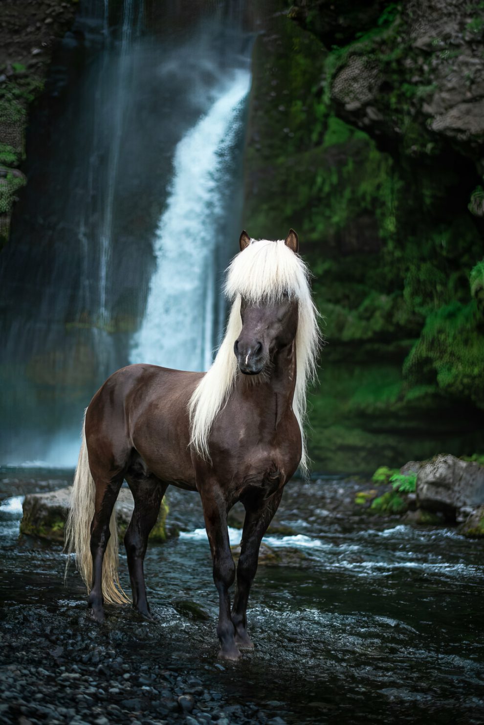 petra-marita-leifsdottir-boredpanda-iceland-icelandic-horse-027-631f36f2a8484-jpeg__880-