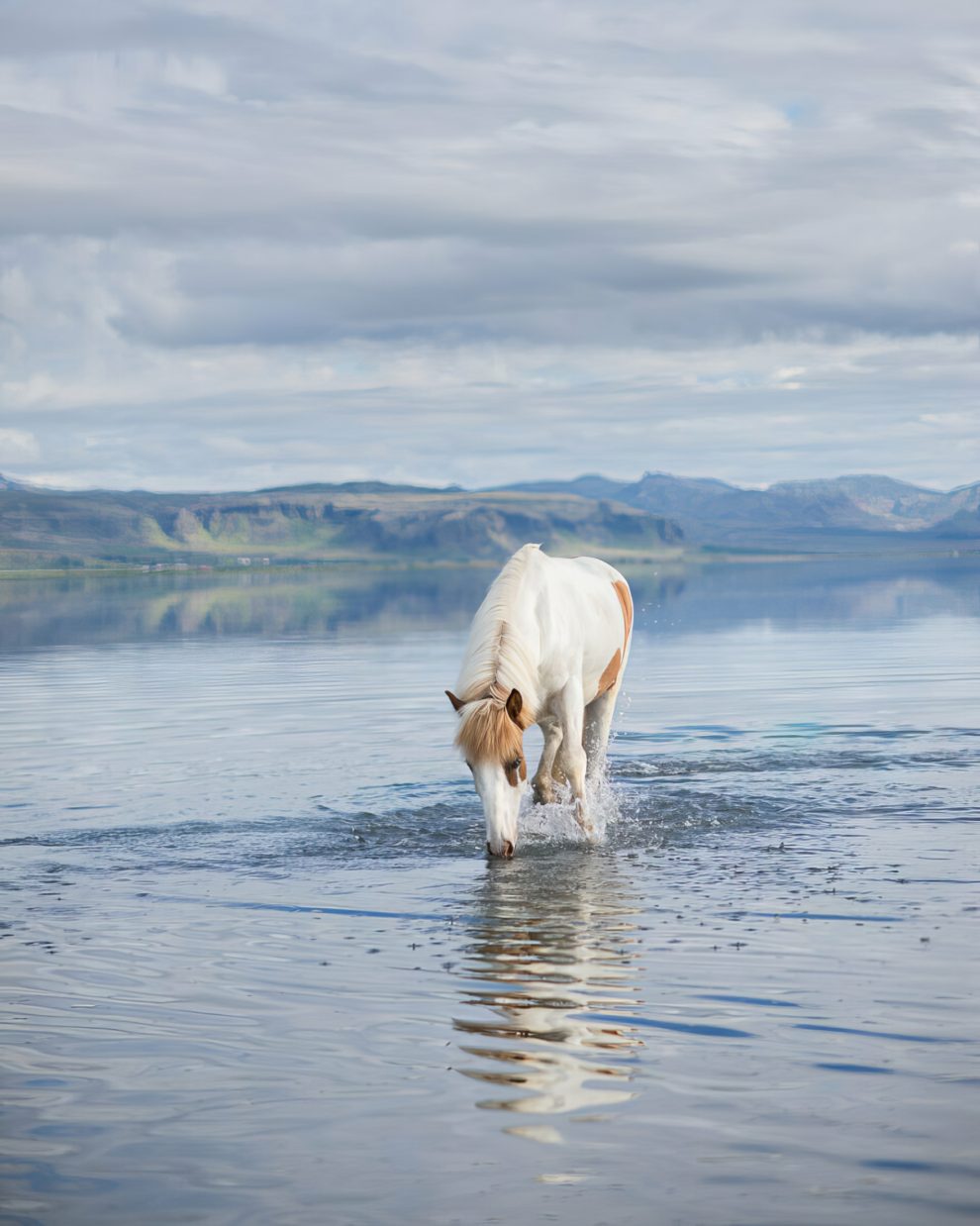 petra-marita-leifsdottir-boredpanda-iceland-icelandic-horse-029-631f36f9af504-jpeg__880-