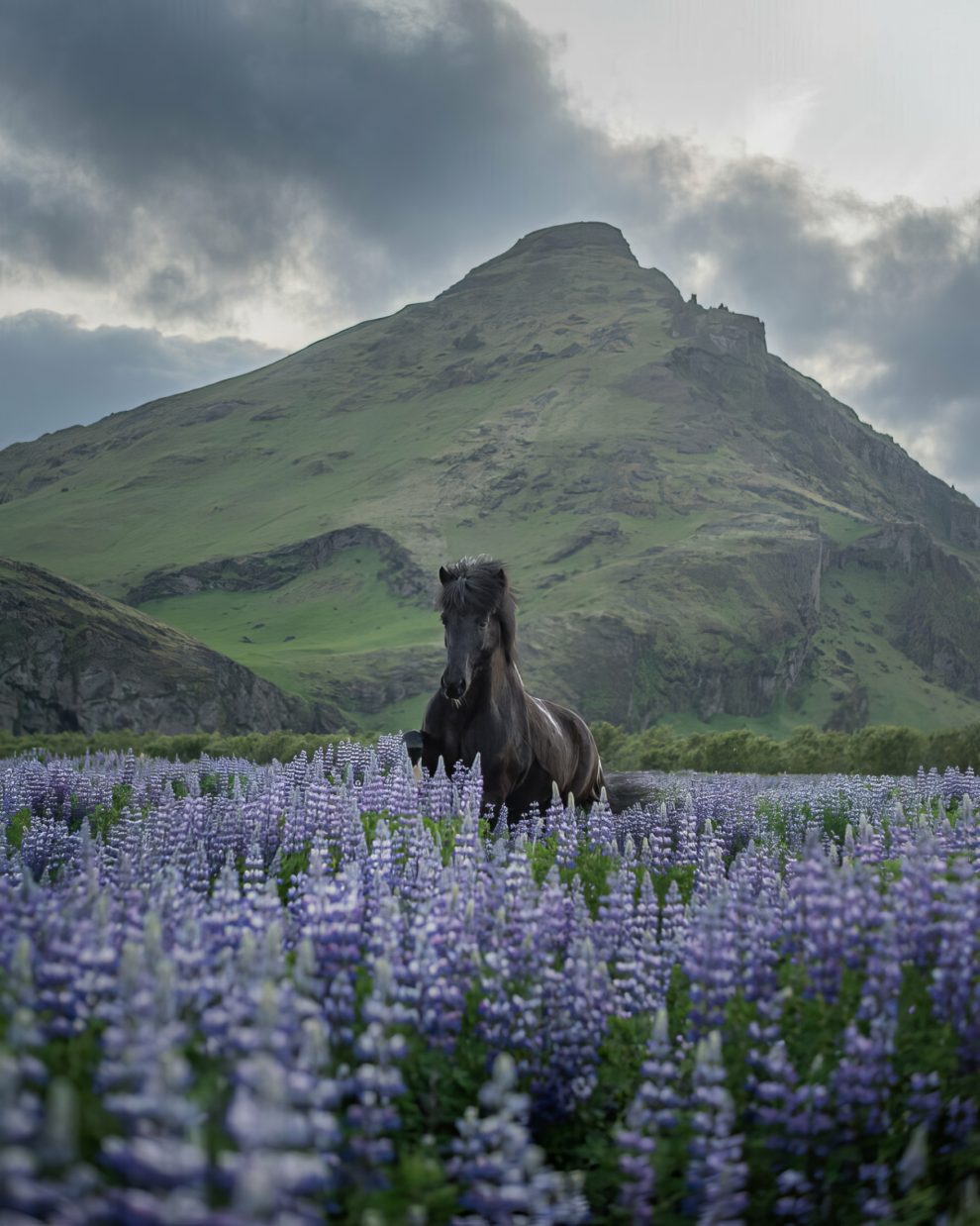 petra-marita-leifsdottir-boredpanda-iceland-icelandic-horse-032-631f3704c5e1d-jpeg__880-