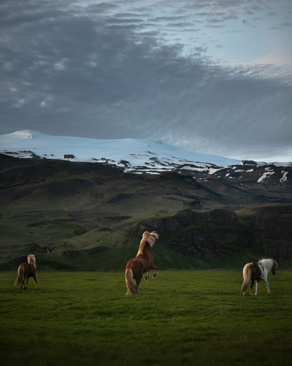 petra-marita-leifsdottir-boredpanda-iceland-icelandic-horse-033-631f3707c0cc7-jpeg__880-