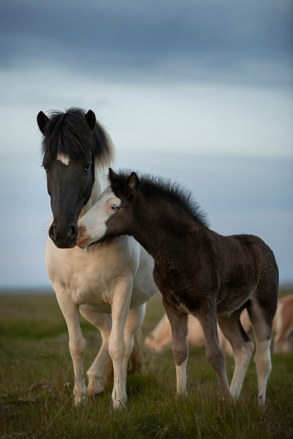 petra-marita-leifsdottir-boredpanda-iceland-icelandic-horse-034-631f370b558ce-jpeg__880-