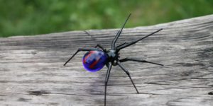Ukrainian Artis Made A Spider Figurine: Across The Glass-Verse