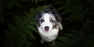 Meet a Dog Photographer Who Strives To Capture Each Dog’s Personality