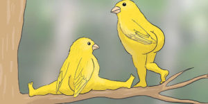 Finally, 2024 Calendar of Extremely Accurate Birds Is Here!
