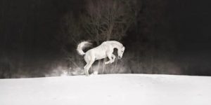 Spectacular Winning Photos Of The 2023 International Pet Photographer Of The Year