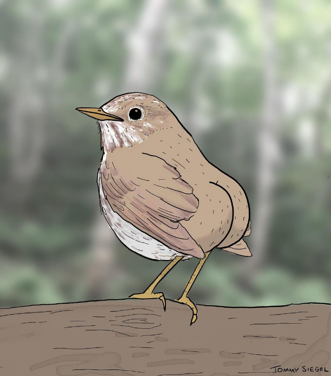 drawings-of-birds14