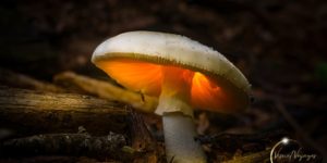 “An Amazing World Right Under Your Nose”: Photographer Captures Beautiful Nature Pictures With A Macro Lens