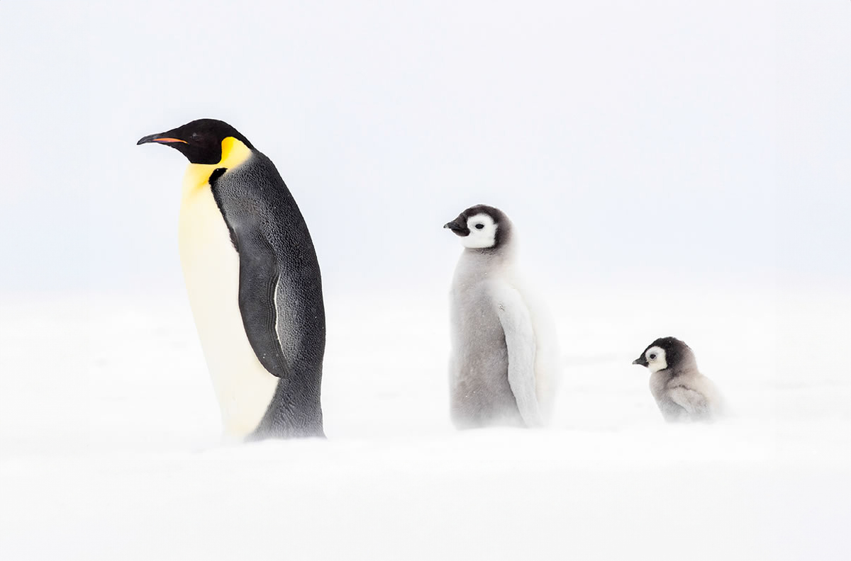 Stunning Winning Photos Of The Nature's Best Photography International Awards 2023 » Design You Trust - Vimarsana News