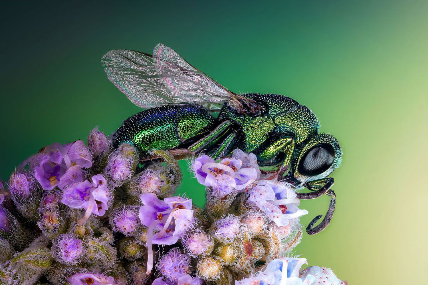 Spectacular Winning Photos Of The Nikon's 2023 Small World Competition » Design You Trust - Vimarsana News