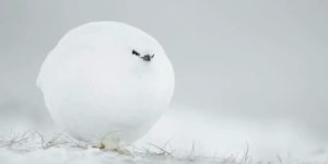 Spectacular Funny Finalist Photos Of Comedy Wildlife Photography Awards 2023
