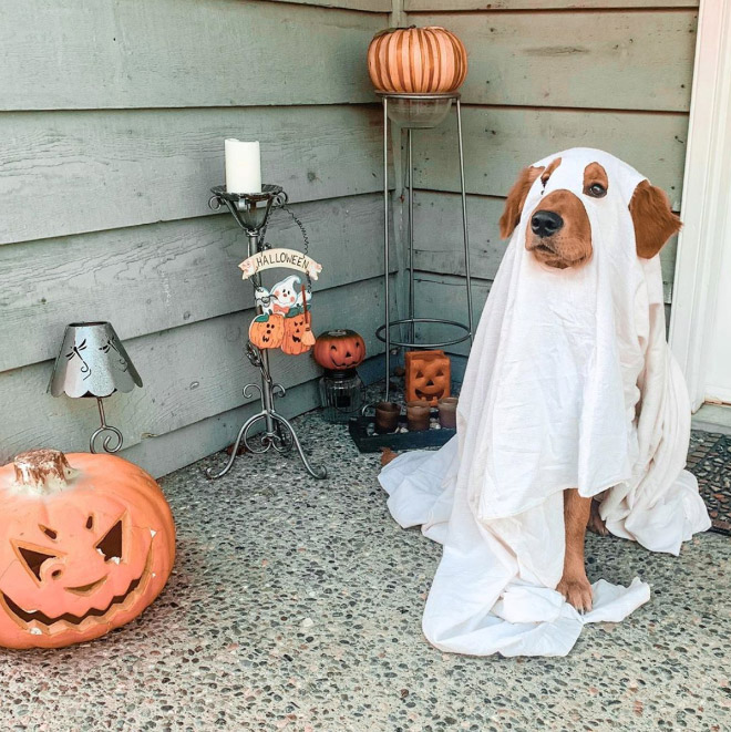 Dog Ghost Costume13