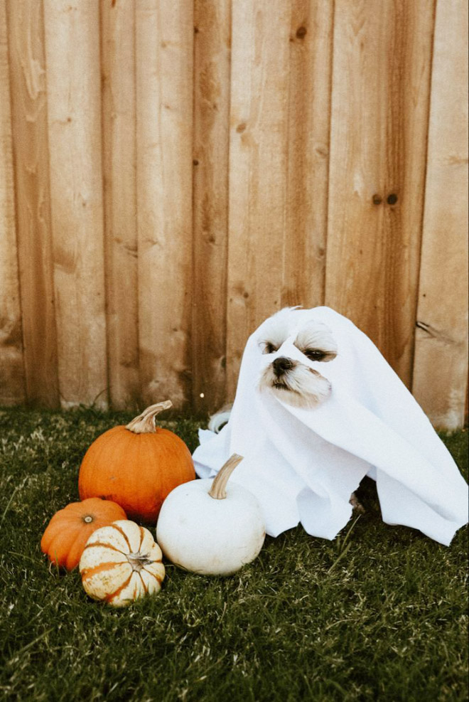 Dog Ghost Costume16