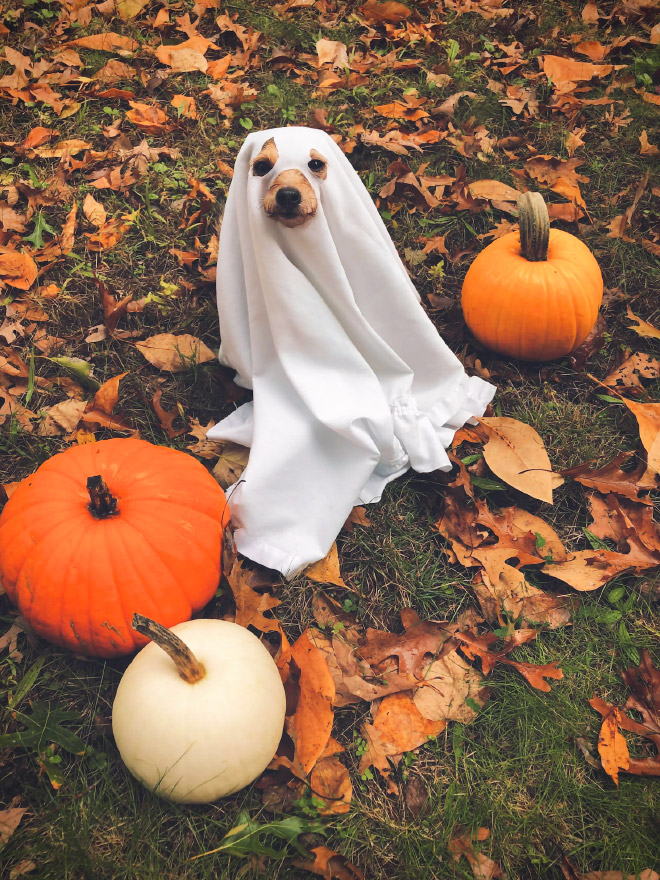 Dog Ghost Costume17