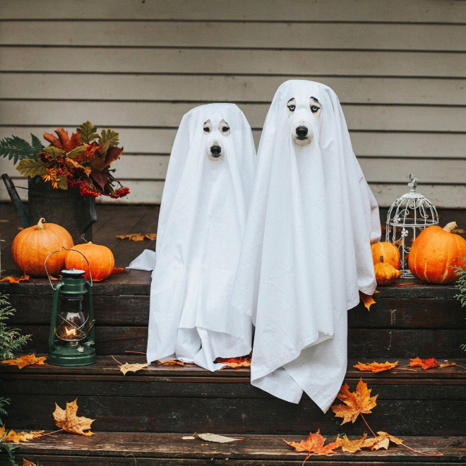Dog Ghost Costume18