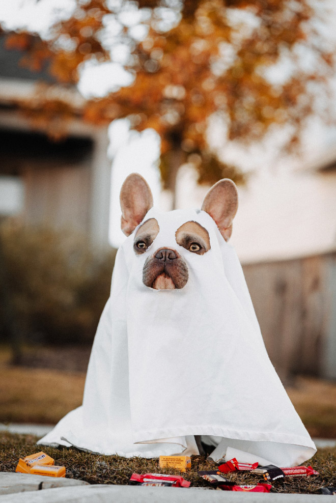 Dog Ghost Costume19