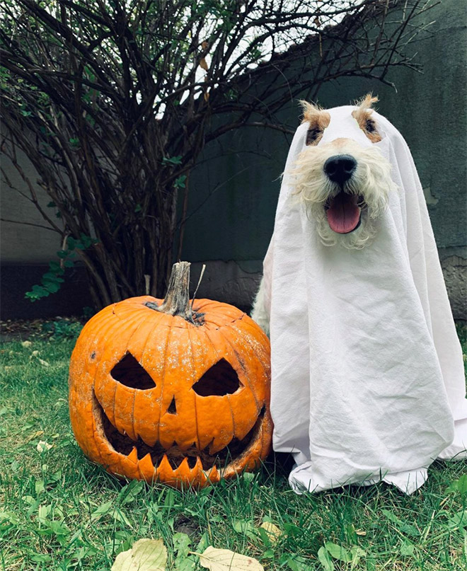 Dog Ghost Costume2