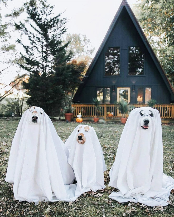 Dog Ghost Costume21