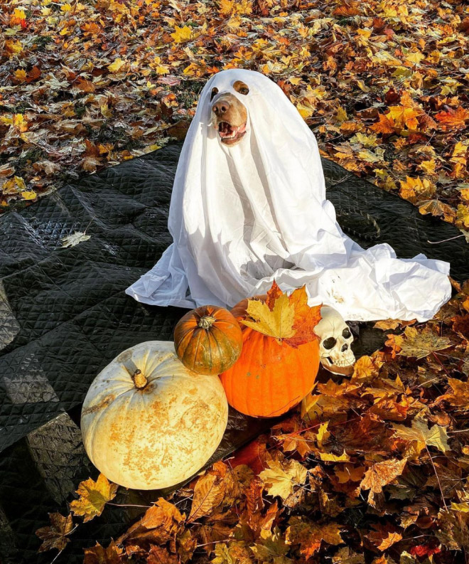 Dog Ghost Costume3