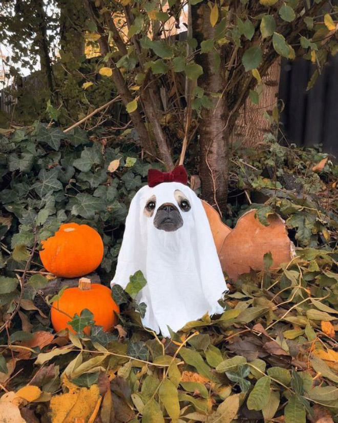 Dog Ghost Costume4