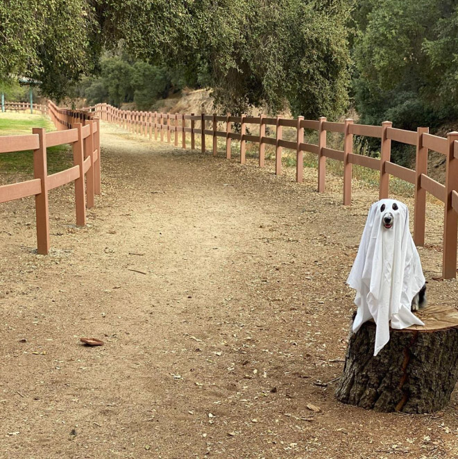 Dog Ghost Costume9