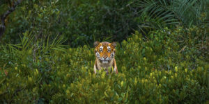 Mangrove Photography Awards 2023 Winners 01