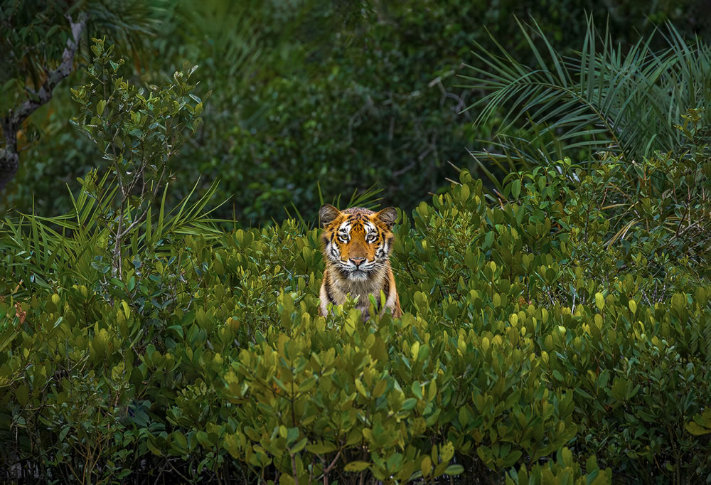 The Captivating Winning Photos Of The Mangrove Photography Awards 2023 - Vimarsana News