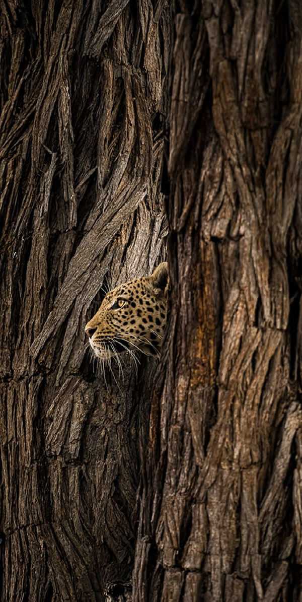 Nature Best Photography Awards Winners 17
