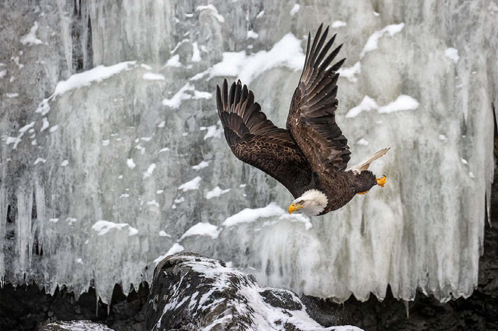 Nature Best Photography Awards Winners 28