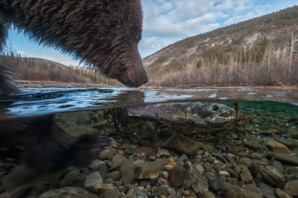 Nature Best Photography Awards Winners 38