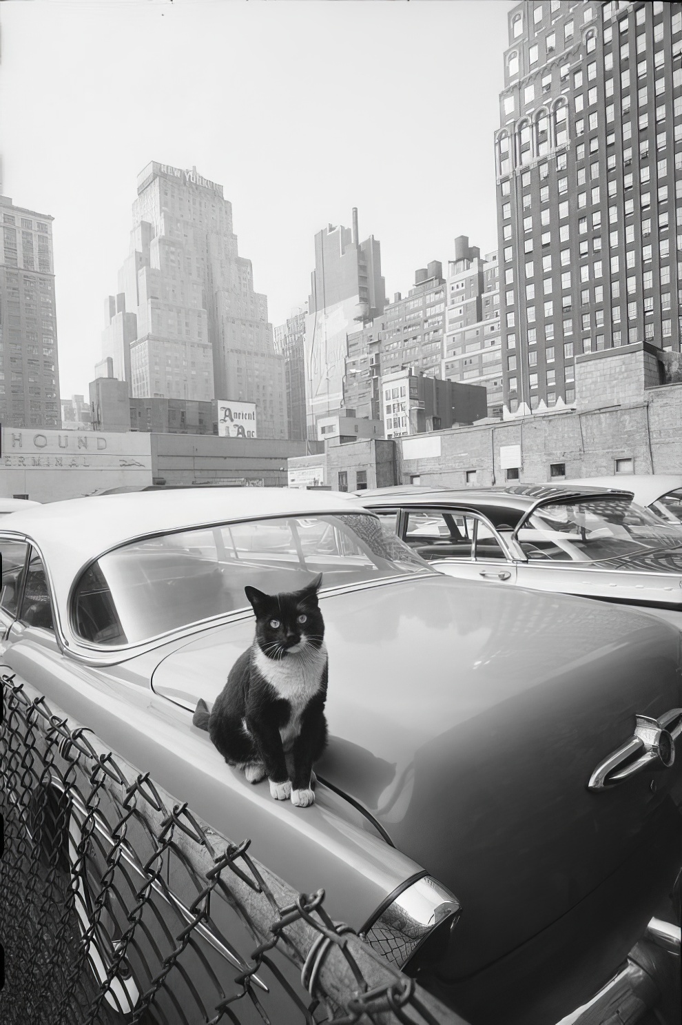 new-york-city-1950s-anthony-angel-22-