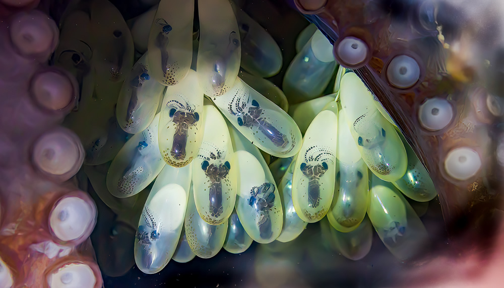 Marvelous Winning Nature Photos Of NANPA's 2024 Showcase » Design You Trust - Vimarsana News