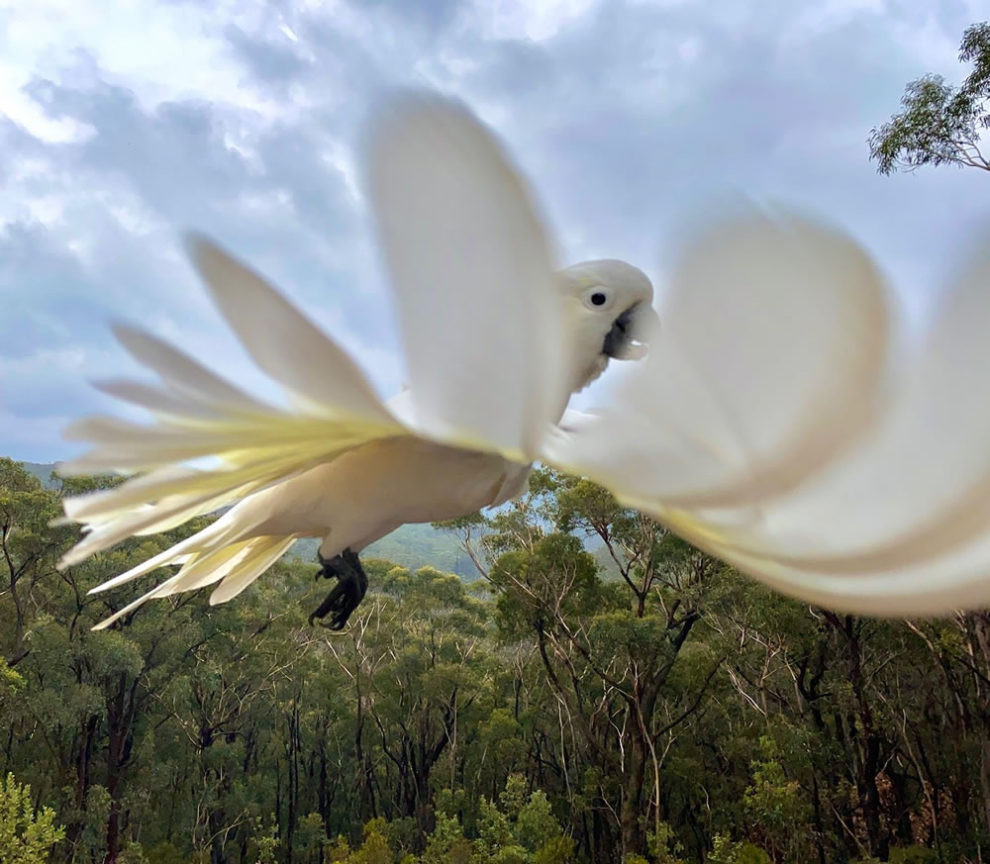 Birdlife Australia Photography Awards Winners 16