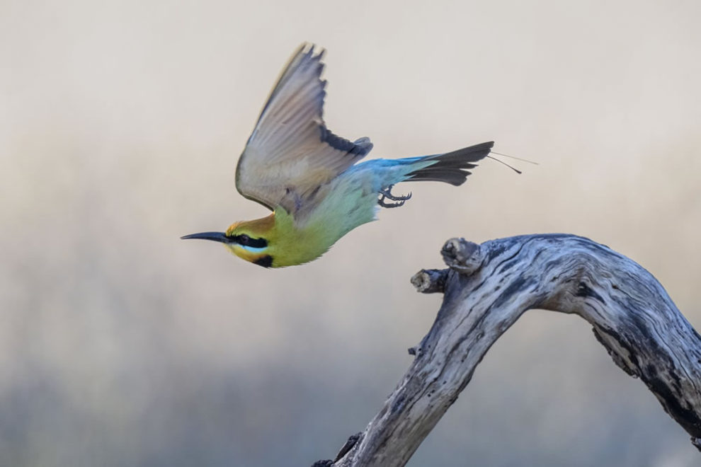 Birdlife Australia Photography Awards Winners 19