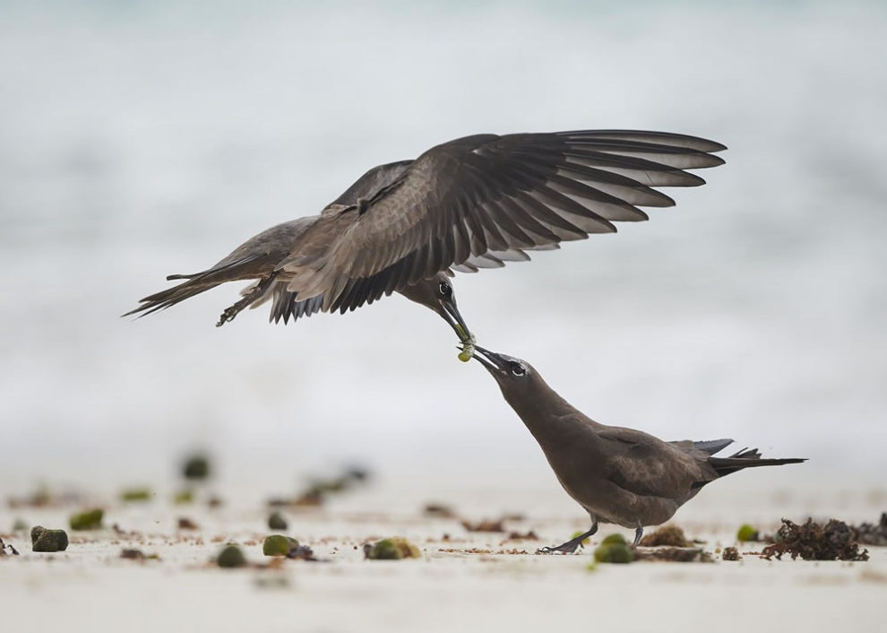 Birdlife Australia Photography Awards Winners 20