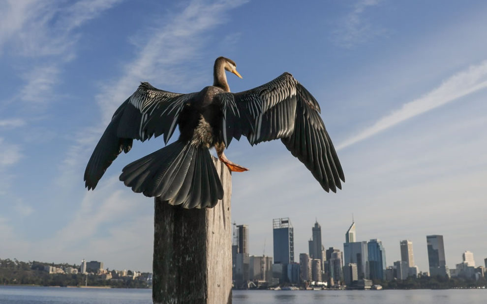 Birdlife Australia Photography Awards Winners 22
