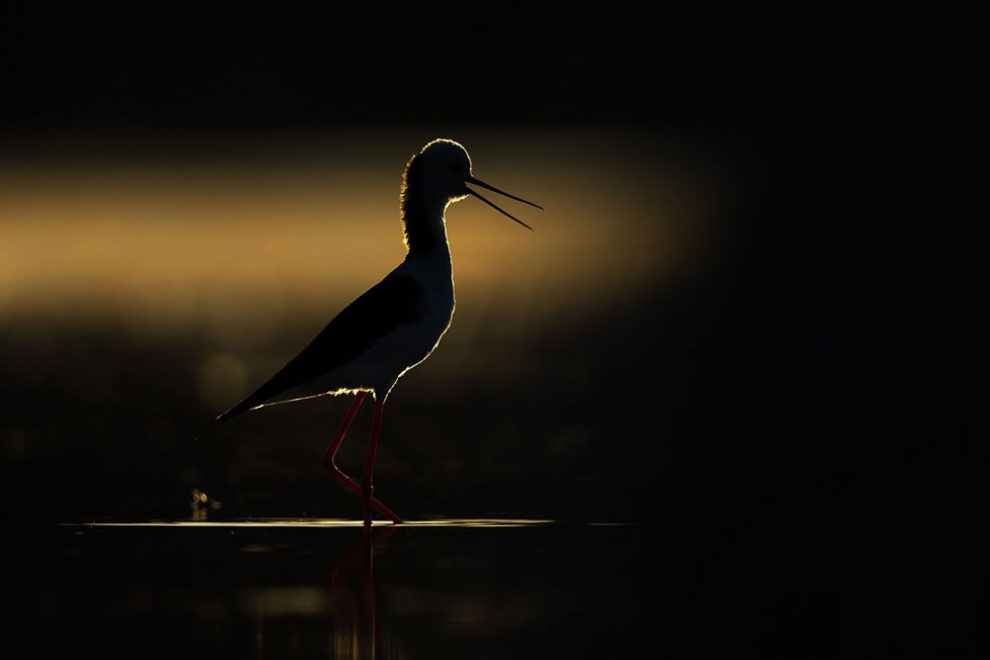 Birdlife Australia Photography Awards Winners 35