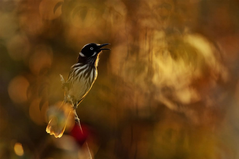 Birdlifefe Australia Photography Awards 2023 01