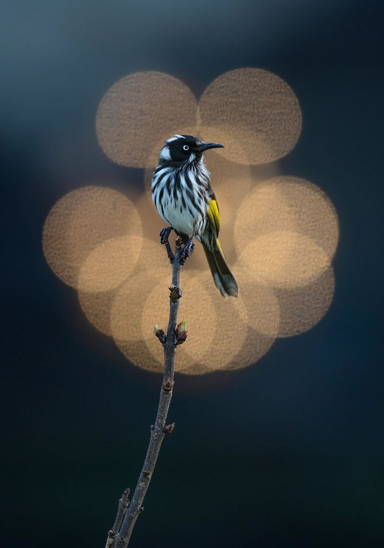 Birdlifefe Australia Photography Awards 2023 03