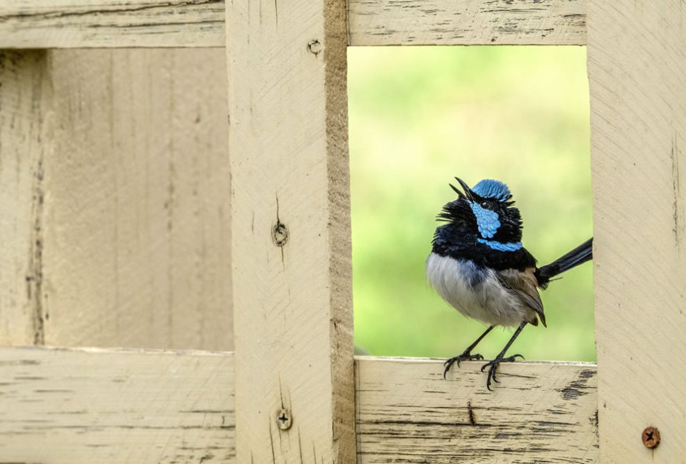 Birdlifefe Australia Photography Awards 2023 04