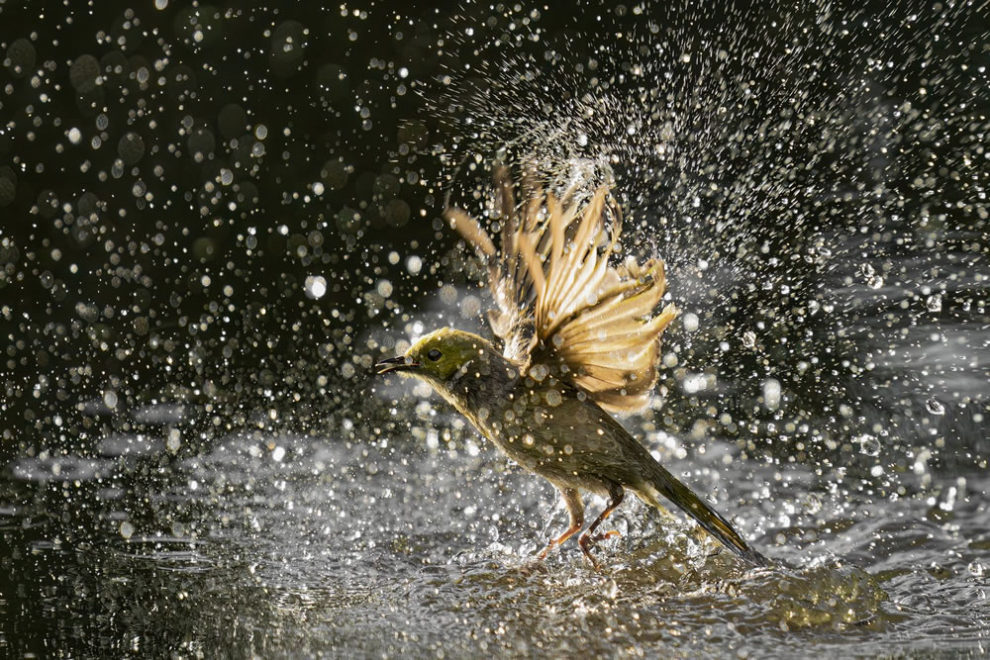 Birdlifefe Australia Photography Awards 2023 05