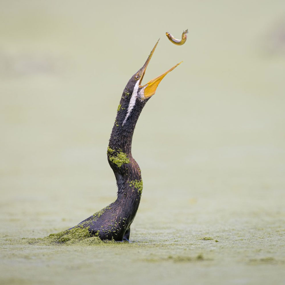 Birdlifefe Australia Photography Awards 2023 07